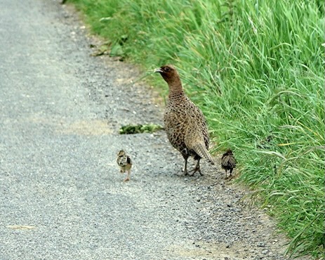 pheasant